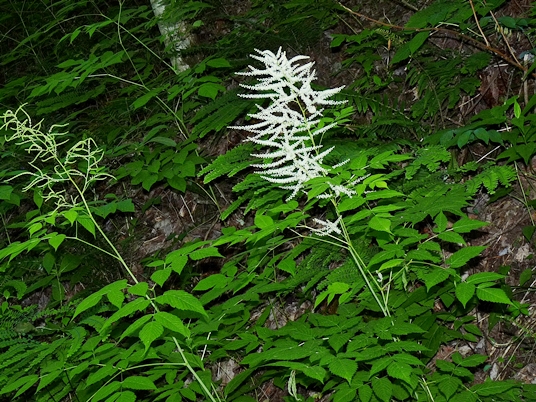 {Aruncus dioicus}
